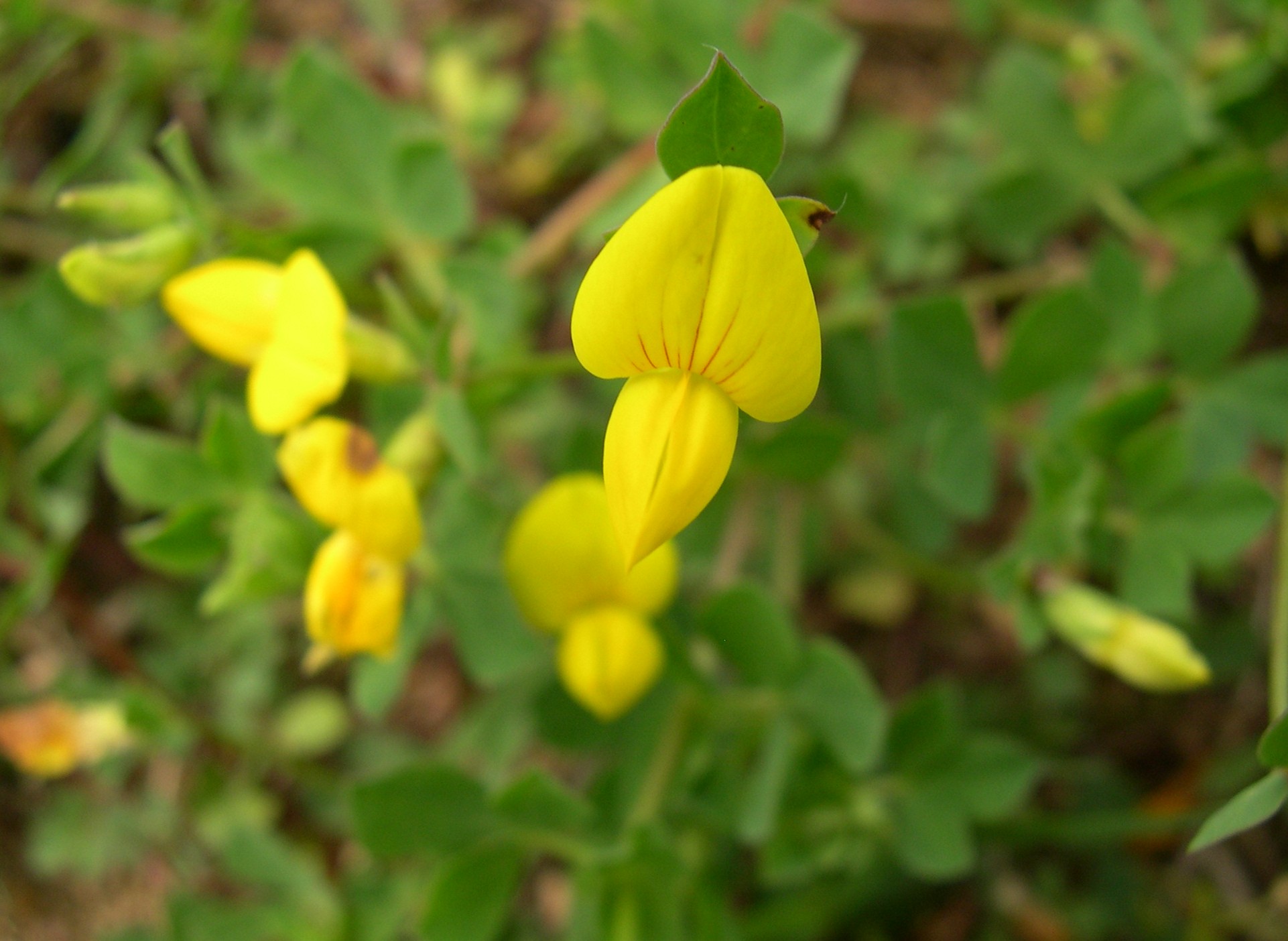 387．《ミヤコグサ（都草）別名 コガネバナ（黄金花） エボシグサ